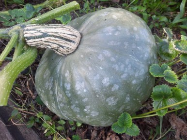 Необычная тыква, которая меняет вкус – от овоща к десерту