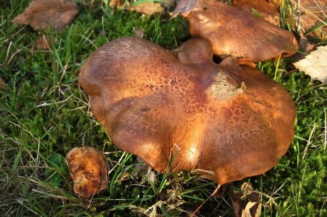 ���� ��������: ����������� ����� ������������