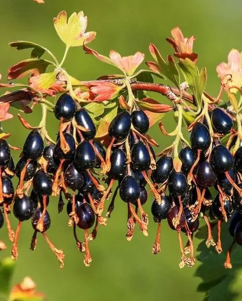 Золотистая смородина: 5 причин добавить её в ваш сад