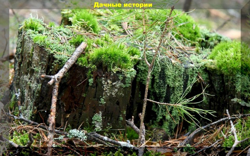 ������ �� ���: ������� ������������� ���������, ������� revitaliz����� ��� ���