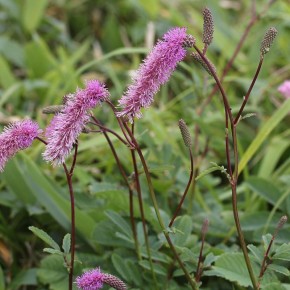 Сангисорба: уникальный выбор для вашего сада в 2025 году