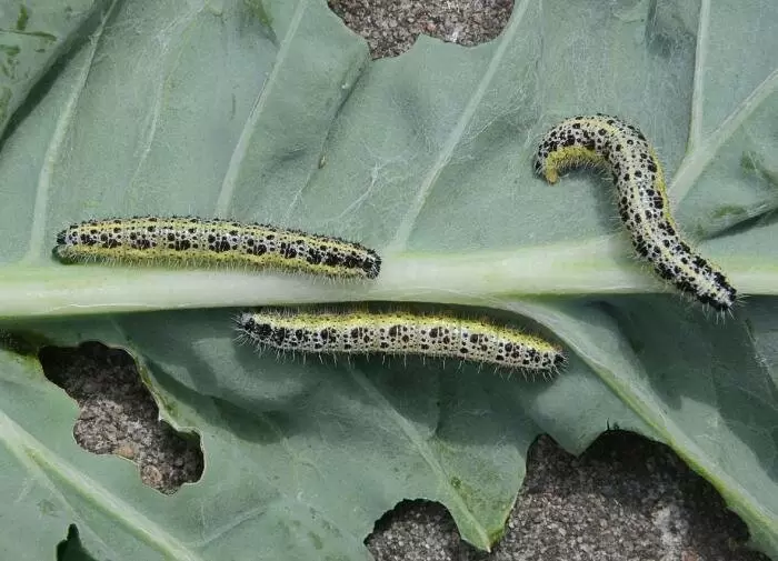 Соседство огурцов и капусты: идеальное сочетание в вашем огороде