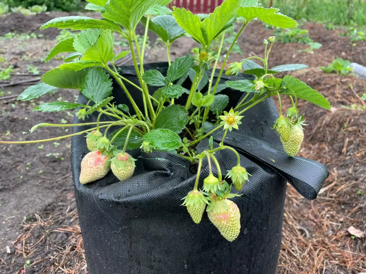 Как выбрать качественные саженцы клубники: советы экспертов