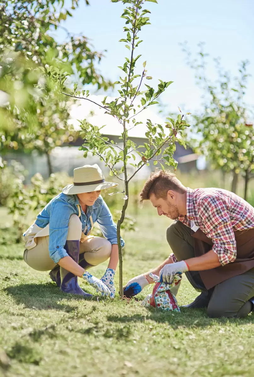 Как правильно посадить дерево осенью: советы для успешного роста