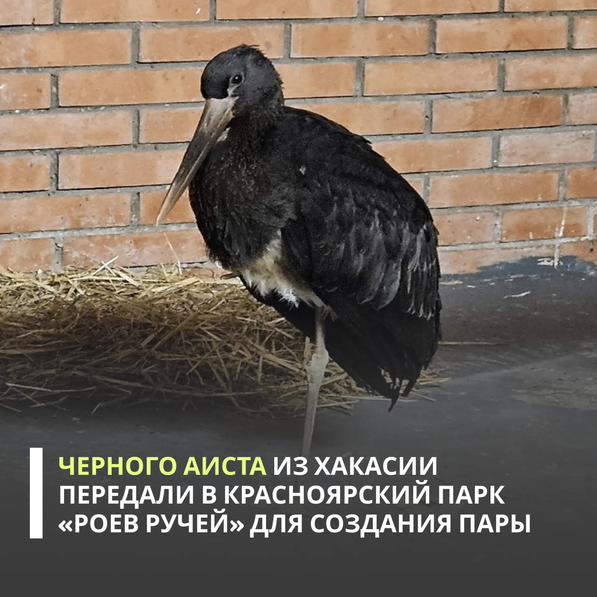 Росприроднадзор выдал разрешение на передачу краснокнижного черного аиста в Красноярский парк флоры и фауны «Роев ручей»