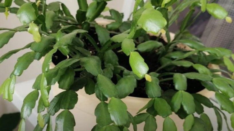 ��� ����������� ��������� ���������� ���������� � �������� ���