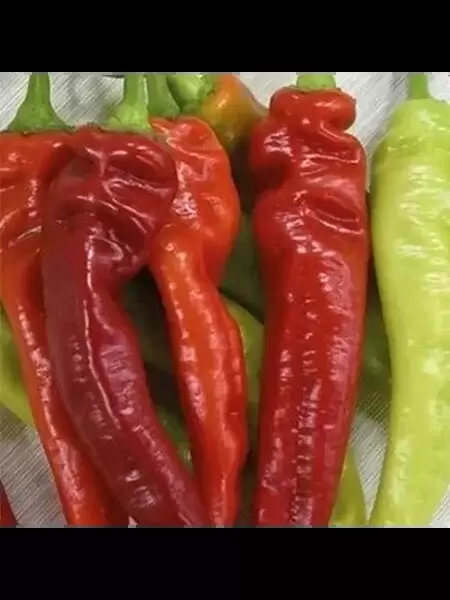 Огненный флажок: как вырастить острый перец с характером