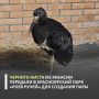 Росприроднадзор выдал разрешение на передачу краснокнижного черного аиста в Красноярский парк флоры и фауны «Роев ручей»