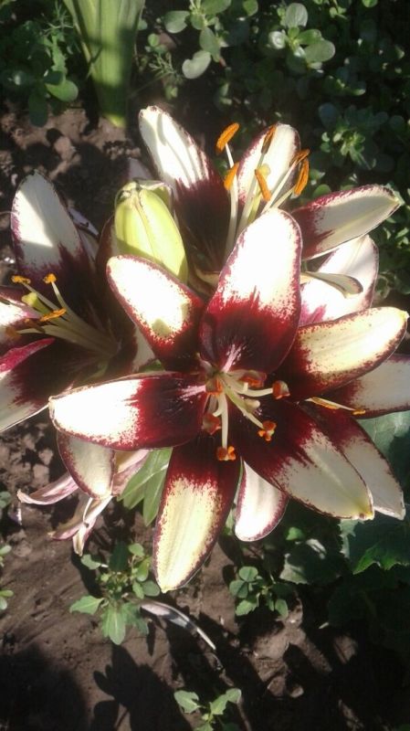 ����� �� ���-���: ��� ����� ������� ��� ������� � ���� ��� � ���� ����