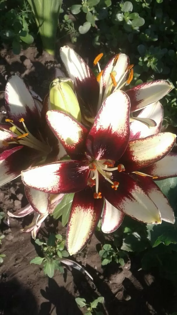 Цветы на раз-два: как лилии подарят вам роскошь в саду уже в этом году