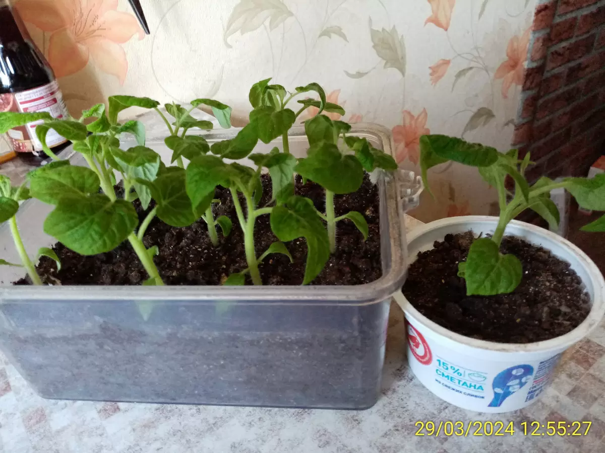 Как выбрать идеальную почвенную смесь для рассады в 2026 году