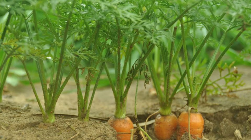 ��� �������� ������ �������: ��� ������� ������ �����������