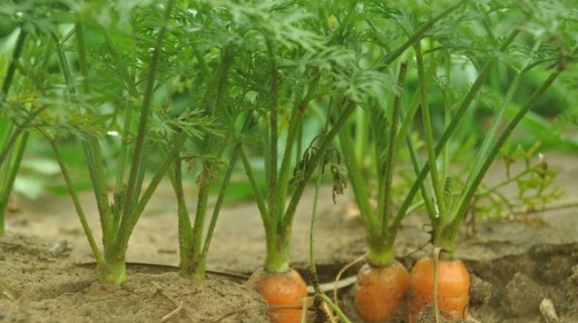 Как избежать мелкой моркови: три главные ошибки огородников