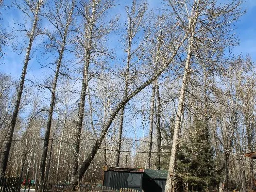 Специалисты Рослесозащиты обследовали аварийные деревья в парке имени Гастелло в Кызыле