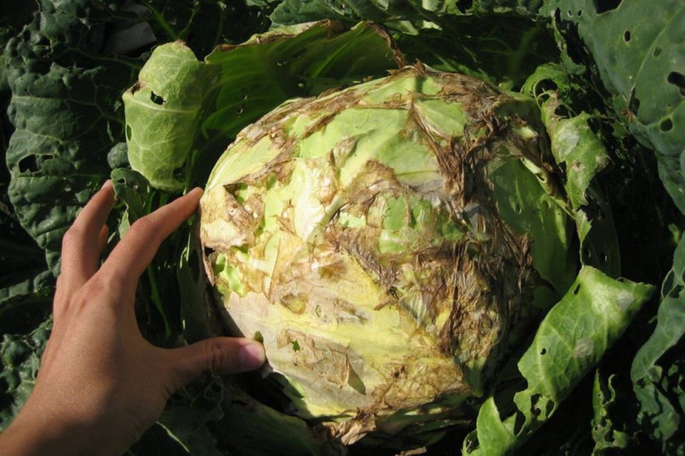 ��� ������ ������� �� �����