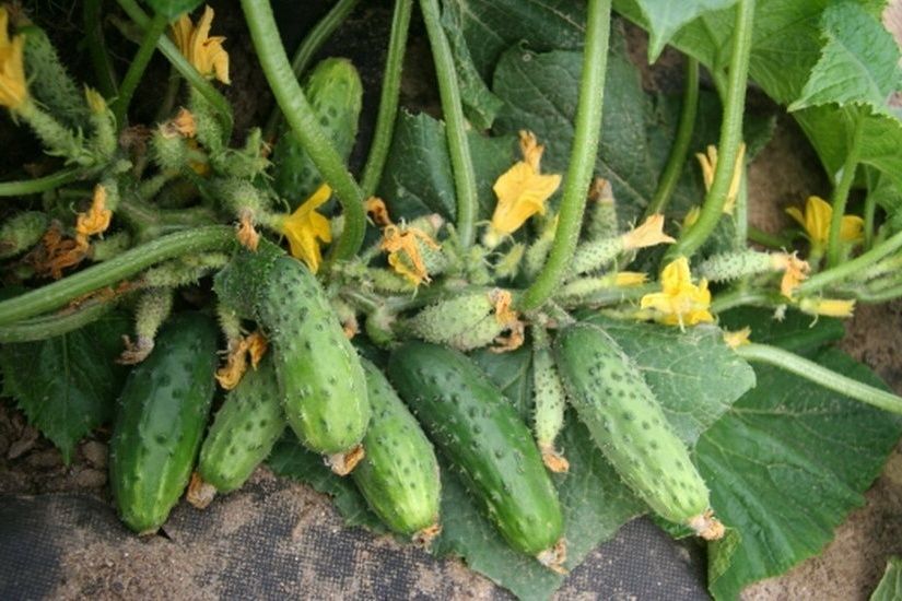 ������, ������� ����� � �������: ������ �� 16 �� � ����������� �����