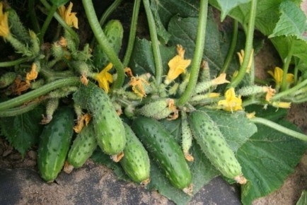 Огурцы, которые стоят в очереди: урожай до 16 кг с квадратного метра