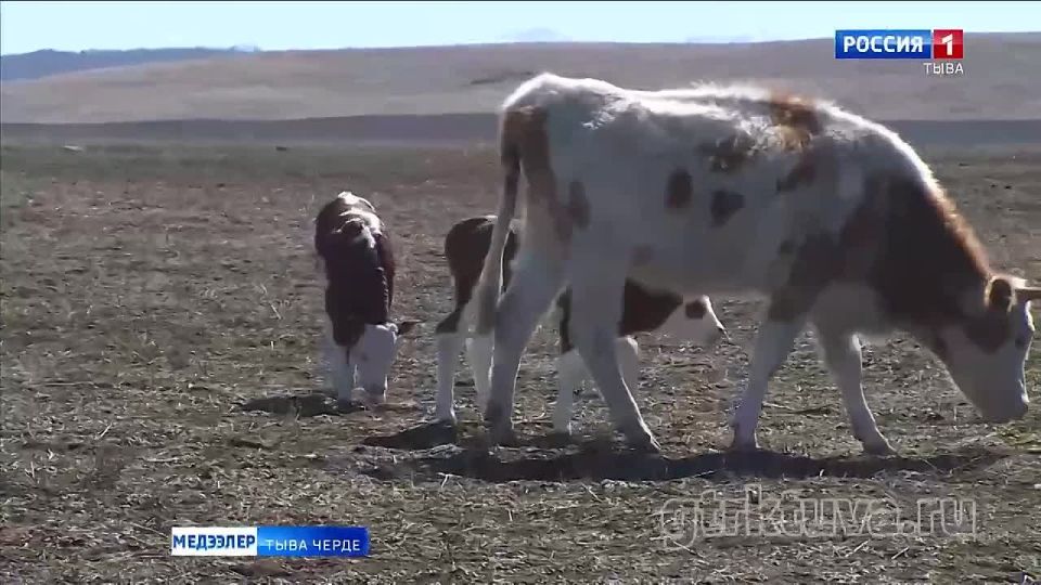 ��� �����������. ������ �� ���������� ��� ����������� ����� ���