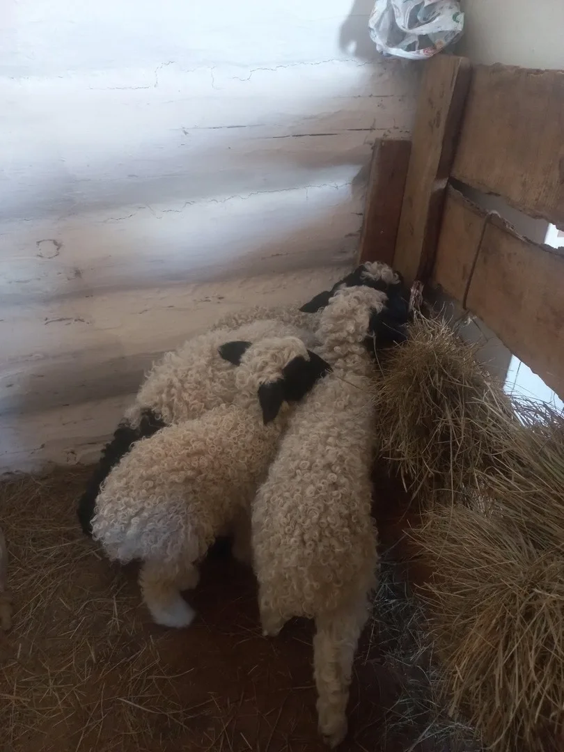 В Эрзинском районе подвели итоги зимовки скота: поголовье сохранено, идет массовый окот В Эрзинском районе подвели итоги зимовки скота: поголовье сохранено, идет массовый окот