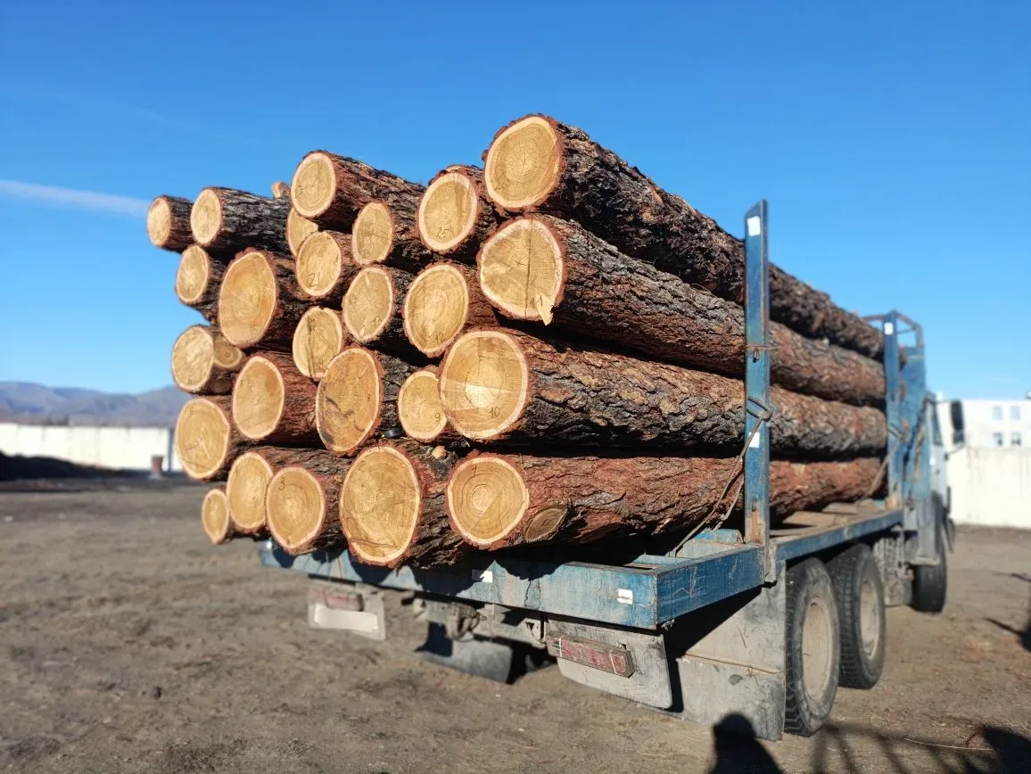 Сотрудники полиции установили подозреваемого в незаконной вырубке 9 лиственниц на территории Чеди-Хольского района