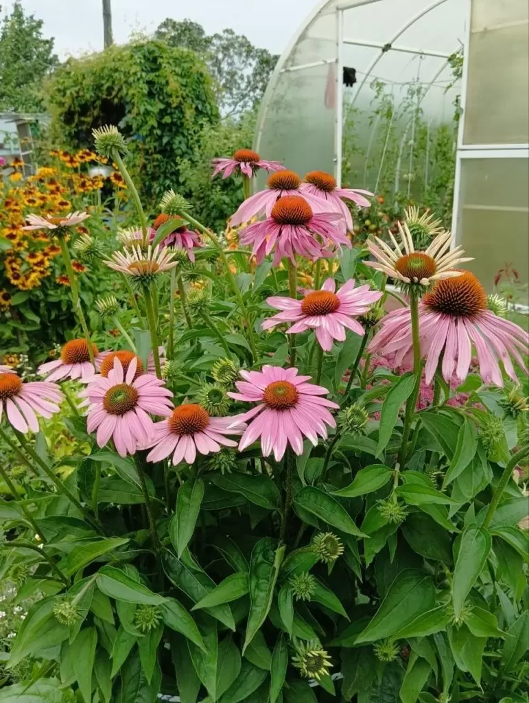 Эхинацея пурпурная: цветок, который поражает своей красотой и пользой