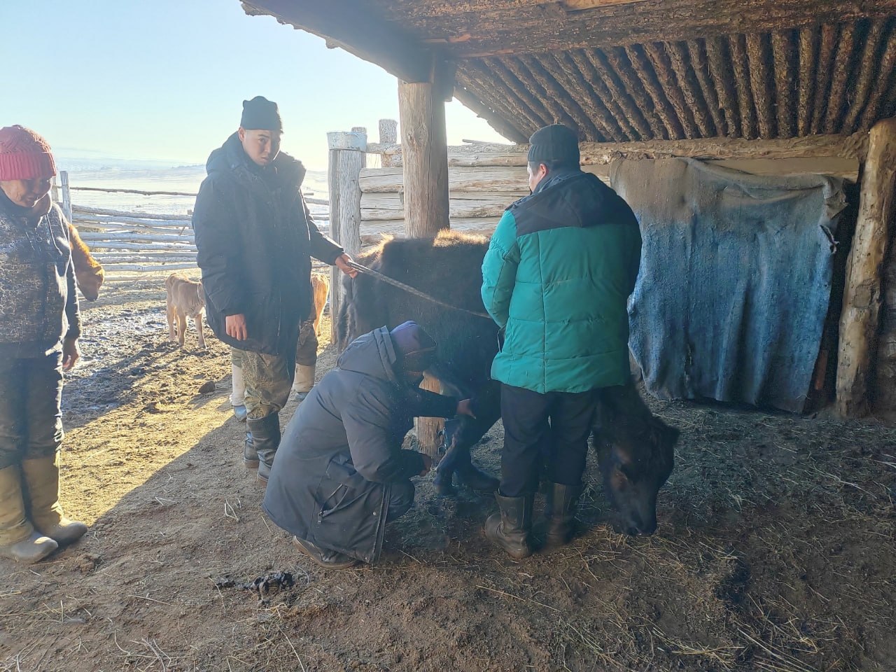 В Эрзинском районе подвели итоги зимовки скота: поголовье сохранено, идет массовый окот В Эрзинском районе подвели итоги зимовки скота: поголовье сохранено, идет массовый окот