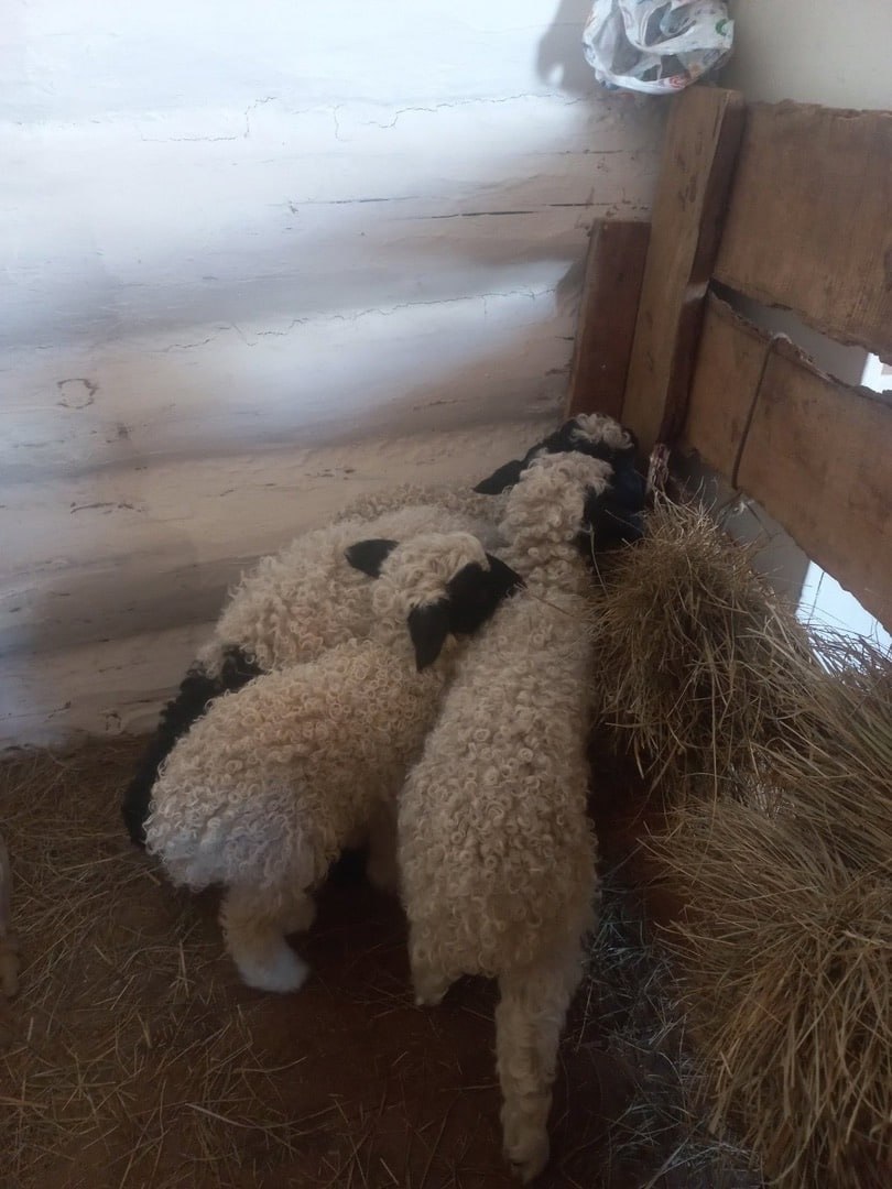 В Эрзинском районе подвели итоги зимовки скота: поголовье сохранено, идет массовый окот В Эрзинском районе подвели итоги зимовки скота: поголовье сохранено, идет массовый окот