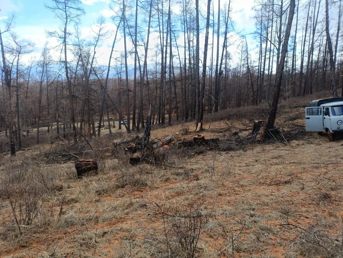 Сотрудники полиции установили подозреваемого в незаконной вырубке 9 лиственниц на территории Чеди-Хольского района Сотрудники полиции установили подозреваемого в незаконной вырубке 9 лиственниц на территории Чеди-Хольского района