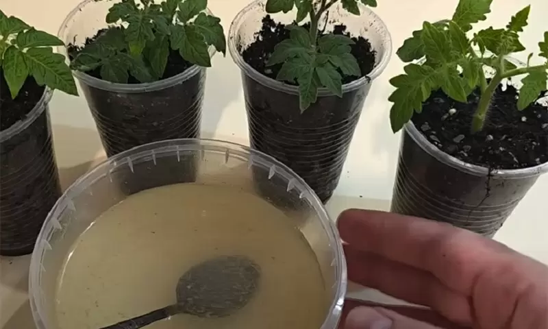 Как натуральная подкормка с овсянкой и йодом улучшает рассаду