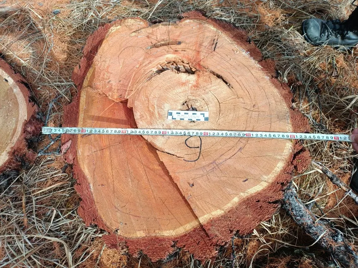 Сотрудники полиции установили подозреваемого в незаконной вырубке 9 лиственниц на территории Чеди-Хольского района Сотрудники полиции установили подозреваемого в незаконной вырубке 9 лиственниц на территории Чеди-Хольского района