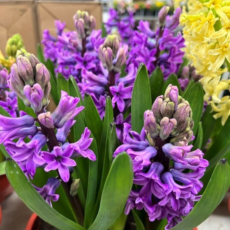 ��� ��������� �������� ��������� ��������� � �������� ��������