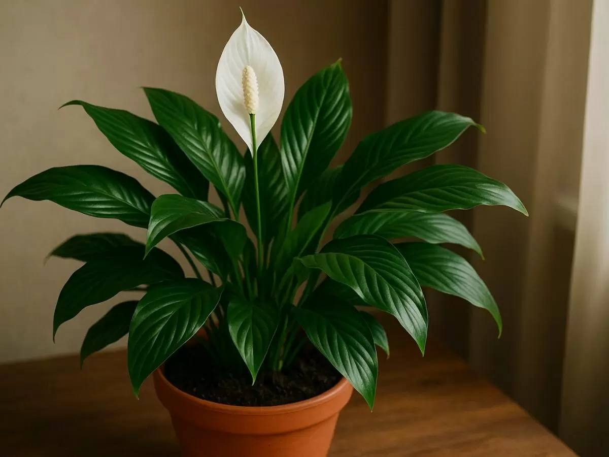 Как избежать токсичных растений в доме: советы флориста