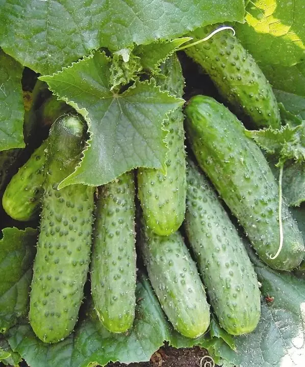 Что выбрать для дачи: лучшие сорта огурцов с пучковым цветением