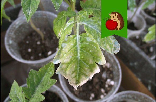 ��� ���������� �������� � �������� ������� �� �� �������� ����