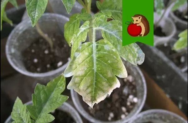 Как распознать проблемы с рассадой томатов по ее внешнему виду