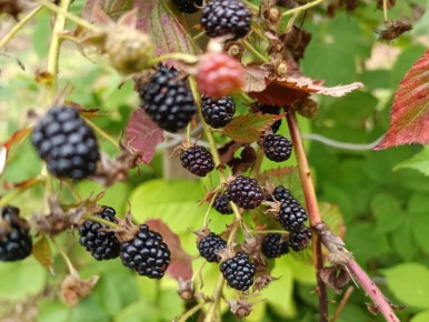 ��������� ������� ������ ��� ������� �������: �������� ������ ��� ���������