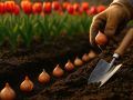 Когда сажать тюльпаны: секреты весеннего цветения