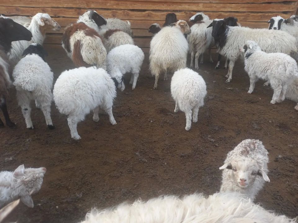 ������� �������� � ����-���������� ������ �������� �������