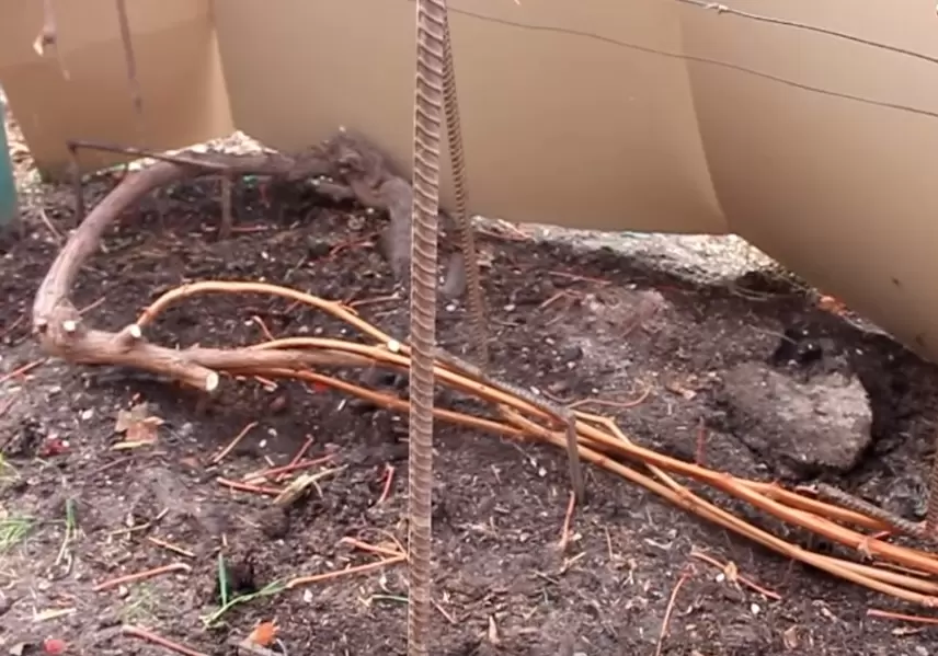 Как подготовить виноград к зиме: осенние секреты ухода и обрезки