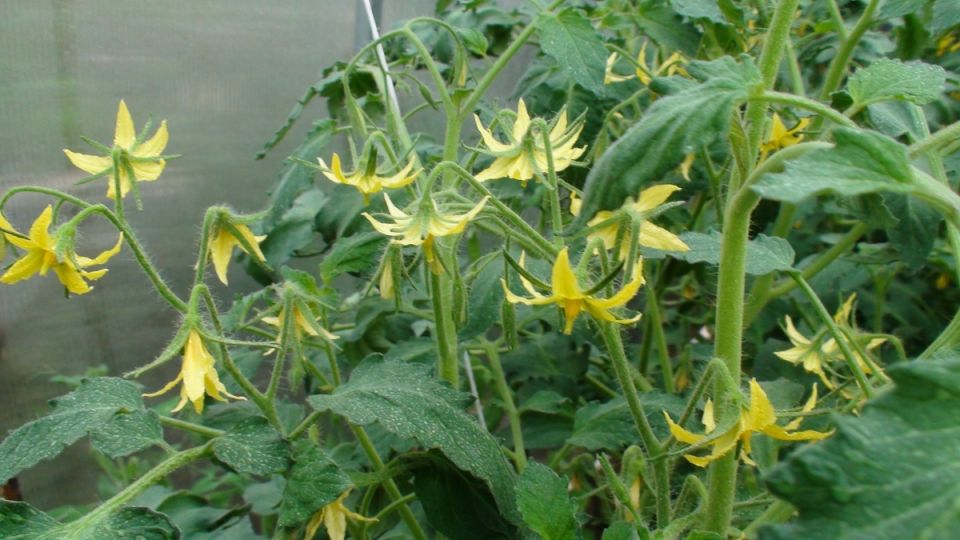 ��������� ������� � ������ ��������: ������ ��� ��������� ������