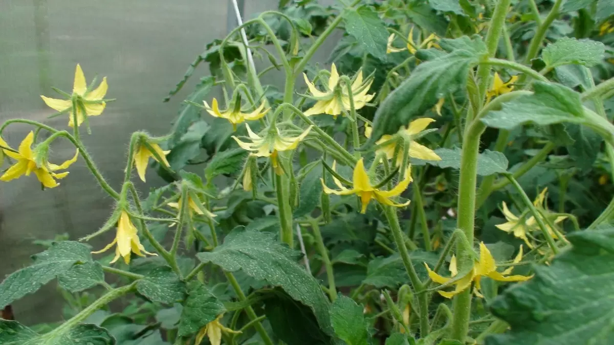 Подкормка томатов в период цветения: советы для обильного урожая