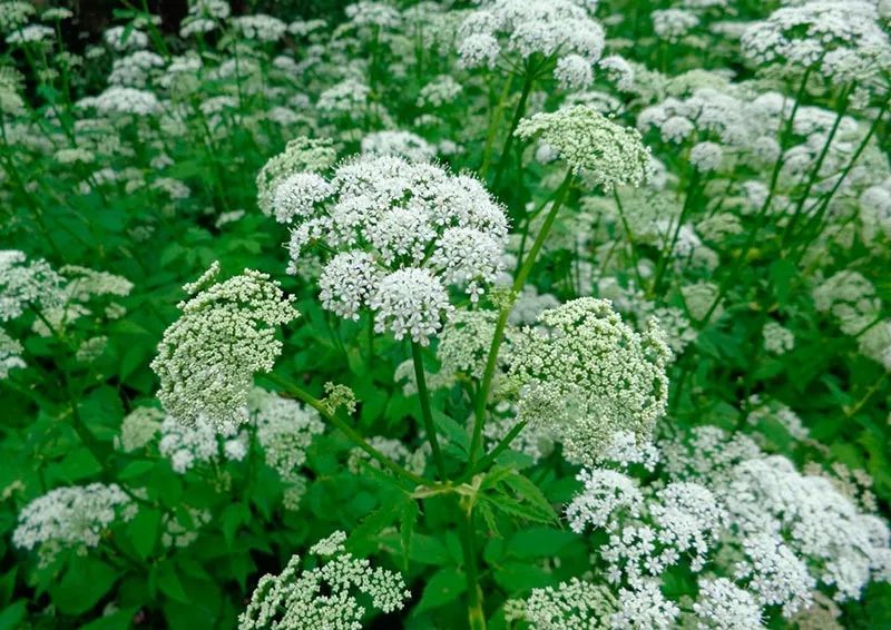 �������� �������� ����� ��� �������� � �����