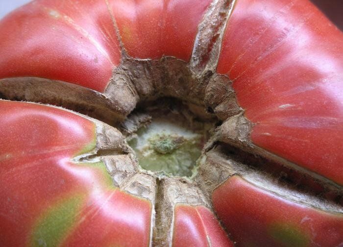 ������� ��� �����������: �������� �������� ������ ������ �� ����������� �����