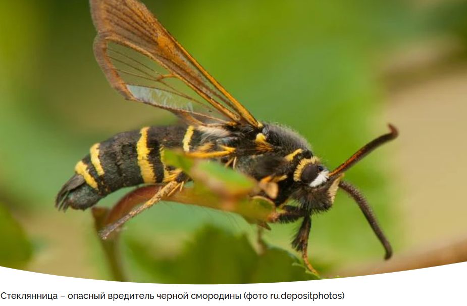 ����������� ��������� ������ �� ������������ �� ���������