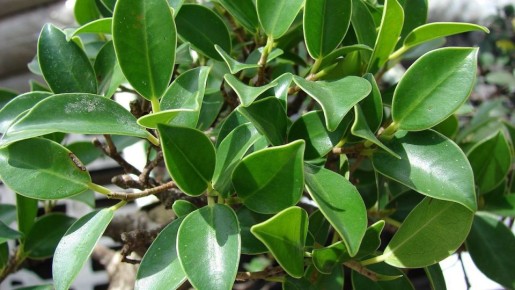 ����� � ����� ����: ��� ������� ���������� ��� � ��������� ������������ ���������