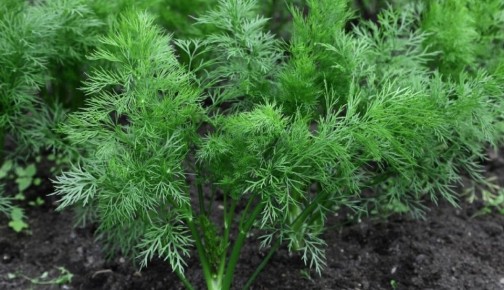 ��� ��������� ��������� �����: ������� � ������