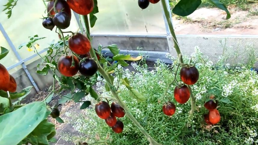 ������������� � ���� �������: ��� �������� ���� ���������