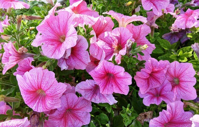 ��� ��������� ������� �� �����: ������� � ������