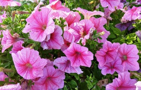 ��� ��������� ������� �� �����: ������� � ������