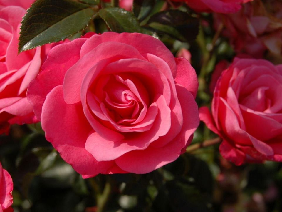 ���� � �� ������� ��������: ������� ��������� ���������